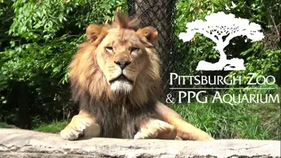 a lion sitting on a rock in a zoo at Holiday Inn Express & Suites Pittsburgh SW/Southpointe by IHG in Canonsburg