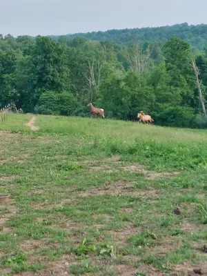two horses in a field with trees in the background at 4BR Home - Pets Allowed by ARK Experience in Williamstown