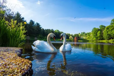 two white swans swimming in a lake at Giriraja Ashraya in Moundsville