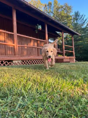 a dog running in the grass in front of a house at Athens and Albany's Hillside Haven in Albany