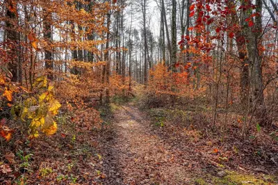 a dirt road in a forest filled with autumn leaves at Navajo in Logan