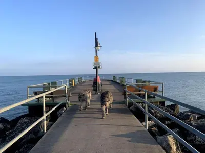 three animals walking on a pier near the ocean at Lakeside resort home. Sunsets, fishing, paddling. in Avon Lake