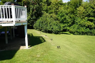 two dogs walking in the grass near a house at Walkout Basement Near Creation Museum in Hebron