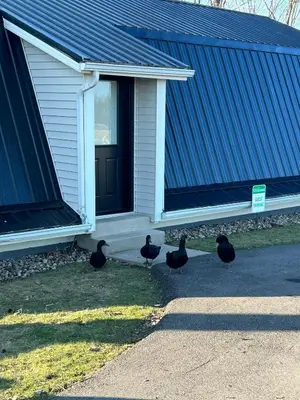 a group of ducks standing outside of a house at The Barn at Sharp Run-Modern Barn in the heart of Amish Country in Millersburg