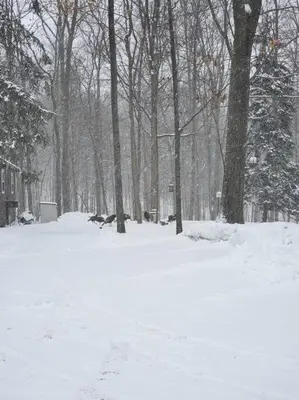a snow covered park with trees in the background at Turkey Trot, Cabin Getaway on Lake w/ Hot Tub in Streetsboro
