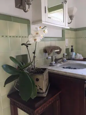 a plant sitting on a counter next to a sink at Mike & Allen's Place on the Park_1 in Columbus
