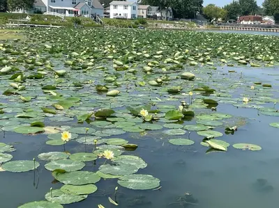 a large pond filled with lily pads at Part of Mini-Mansion, private, 3 story Lake Erie views in Luna Pier