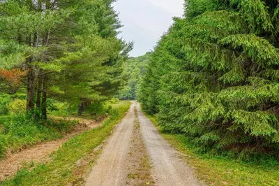 a dirt road through a forest with trees at Swaying Pines Cabin w/EV Charger in South Bloomingville