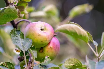 a group of apples on a tree branch at Beautiful Tiny House, Sauna, Mohican Getaway in Perrysville
