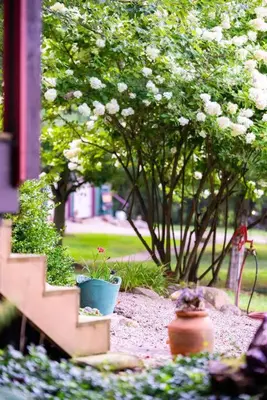 a garden with two potted plants and a tree at Beautiful Tiny House, Sauna, Mohican Getaway in Perrysville