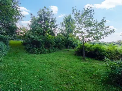 a field of grass with trees and bushes at Beautiful Tiny House, Sauna, Mohican Getaway in Perrysville