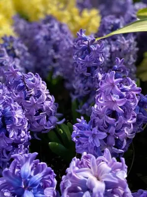 a bunch of purple lilacs sitting next to each other at The Vine Bed & Breakfast, LLC in Dundee