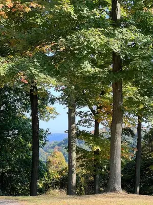 a group of trees in a field with a view at Auburn in Chester