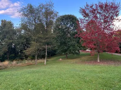 a park with trees and a dog laying in the grass at Auburn in Chester