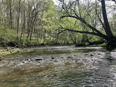 a river with rocks in the middle of a forest at 100 Acre Relaxing Retreat Near ARK- The Cabin in Williamstown