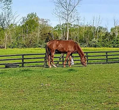 a horse grazing in a field next to a fence at 102 Acre Pet Friendly Horse Farm! Bring your horse too! in Lebanon