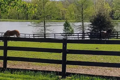 two horses standing in a fence near a pond at 102 Acre Pet Friendly Horse Farm! Bring your horse too! in Lebanon