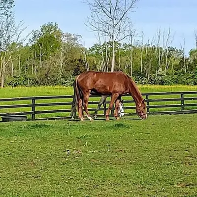 102 Acre Pet Friendly Horse Farm! Bring your horse too!