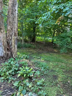 a tree sitting in the middle of a forest at Farmhouse Cabin in Ashland