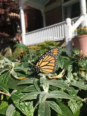 a monarch butterfly sitting on top of a plant at Historic Upstairs Apartment in Bellevue