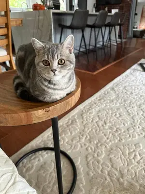 a gray cat sitting on top of a table at Irena Bed and Breakfast in Middleburg Heights