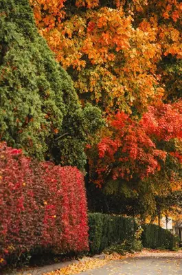 a row of trees with colorful leaves and bushes at The General's Quarters in Defiance