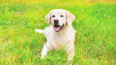 a yellow labrador retriever dog laying in the grass at Royalton Inn and Suites, Wilmington,Ohio in Wilmington