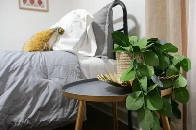 a table with a potted plant next to a couch at Cozy & Convenient Getaway 3BD 2BA Dog Friendly in Akron