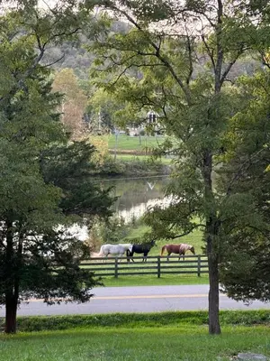 three horses walking down a road next to a lake at Bluegrass Resort - Nature rich escape, Between the Creation & ARK, Fully equipped kitchen, Pet friendly, Fire pit in Union