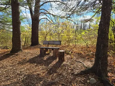 a bench sitting in the middle of a forest at Large private retreat near Summit Lake in New Castle