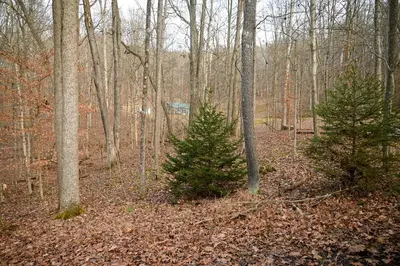 two christmas trees in the woods with a sign at A Beary Cozy Cabin in Hocking Hills in Laurelville