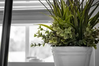 a white vase with a plant in a window at Cozy studio near Cleve Clinic Case in Cleveland Heights