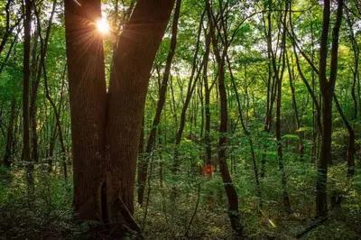a tree in the middle of a forest with the sun at Weekend Retreat Hot Tub Game Room Putt Putt in Lancaster