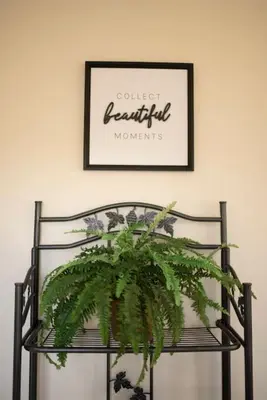 a plant on a chair with a picture on the wall at Adventure Hub Biking Hiking Hunting Paddle in Athens