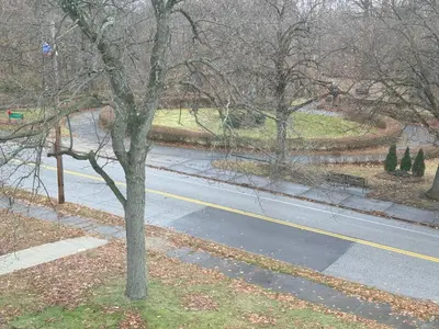 a tree on the side of a road at Beautiful Home Near Downtown & Cultural Gardens! in Cleveland