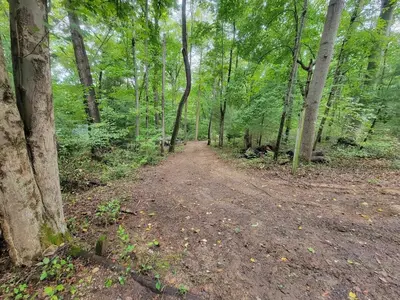 a dirt road in a forest with trees at Mountainside Cabin, Secluded, Hot Tub, Lake Accessible in Rockbridge
