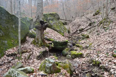 a tree growing out of a rock in the woods at Restful River Cabin, Red River Gorge, KY, River Access & Views in Stanton