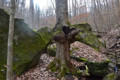 a tree growing out of a rock in the woods at Restful River Cabin, Red River Gorge, KY, River Access & Views in Stanton