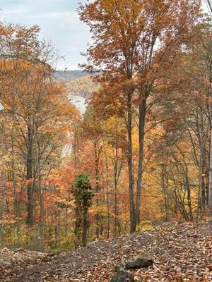 a view of a forest in the fall at Cherokee Cabin-Cave Run Lake and Cliff Views-Red River Gorge in Big Woods