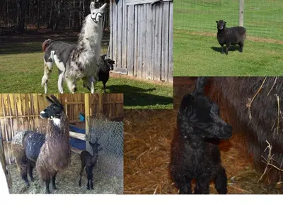 a collage of pictures of goats and a black bear at Mohican Farmhouse, Pond, and Animals in Perrysville