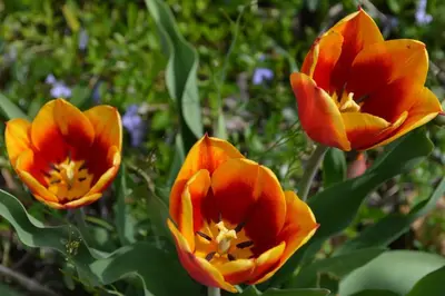 a group of orange flowers in a garden at Mohican Farmhouse, Pond, and Animals in Perrysville