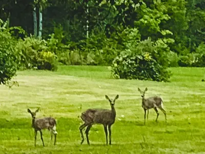 three deer standing in a field of grass at Rabus GIANT Yard and Parking Nature Shopping in Fort Wayne