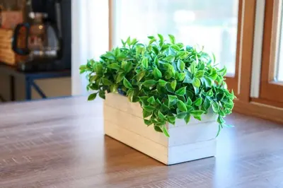 a green plant in a wooden box on a wooden floor at Natures Retreat Renovated with Quiet Pond Views in Canal Fulton
