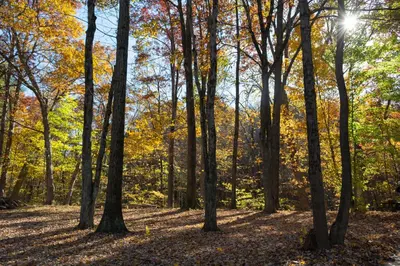 a forest of trees with the sun shining through at Valley Overlook in Peninsula