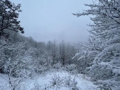 a snow covered forest with snow covered trees at Valley Overlook in Peninsula