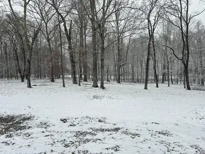 a snow covered field with trees in a forest at Country Getaway in Stewart