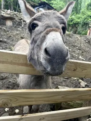 a donkey is looking over a wooden fence at Remote Mountain A-Frame with BBQ Perfect for Nature Lovers in West Virginia in Charleston