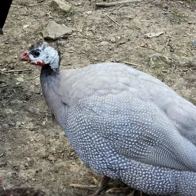 a large white bird standing on the ground at Remote Mountain A-Frame with BBQ Perfect for Nature Lovers in West Virginia in Charleston