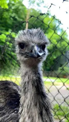 an ostrich is standing next to a fence at Remote Mountain A-Frame with BBQ Perfect for Nature Lovers in West Virginia in Charleston