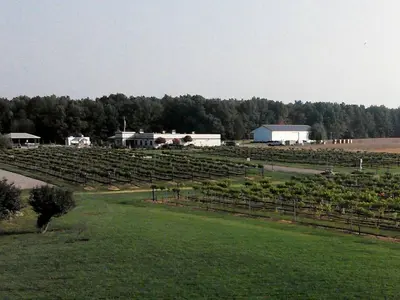 a vineyard with a bunch of green vines at Charming Weekend Getaway Located on a Vineyard near Cleveland, Ohio in Berlin Center